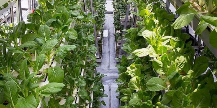 Visite de la ferme verticale Sky Greens - en anglais